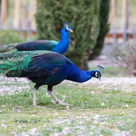 Ca'Novae - Tuscany Farmhouse Montieri Eksteriør billede
