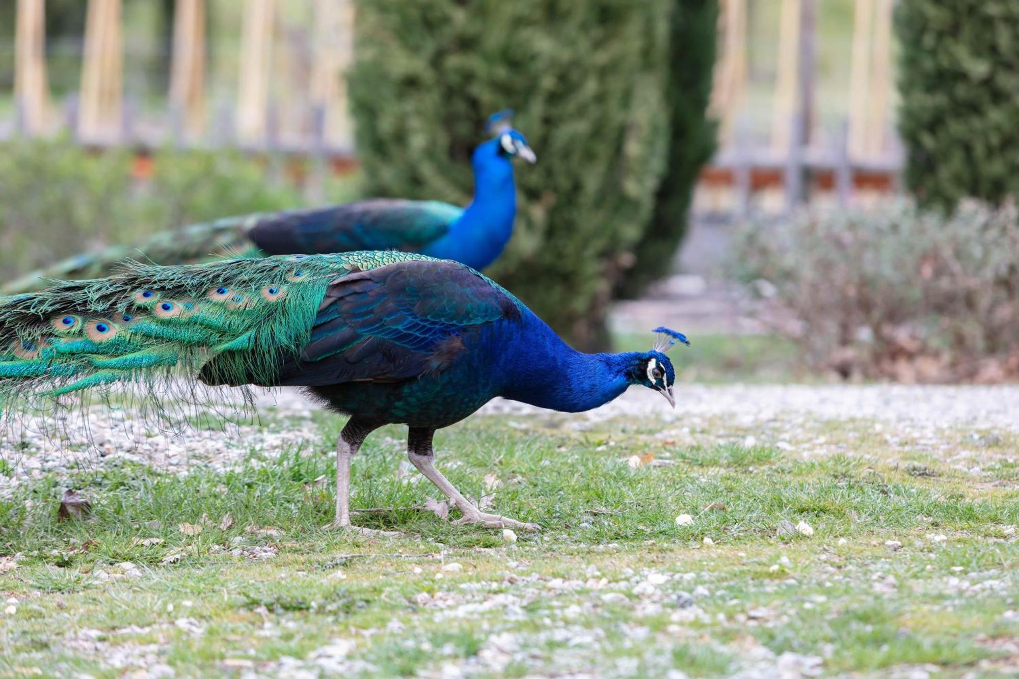 Ca'Novae - Tuscany Farmhouse Montieri Eksteriør billede